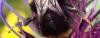 Bombus soroeensis